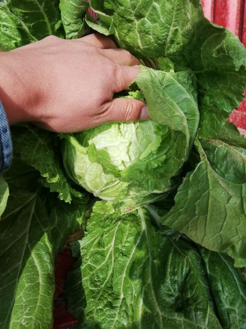 甘肃高原夏菜-临洮黄心大白菜，价格便宜大量供应，全国发货