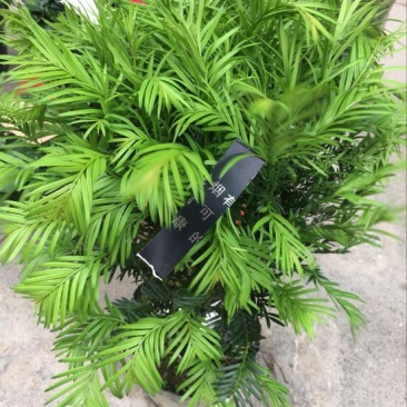 红豆衫20~30cm