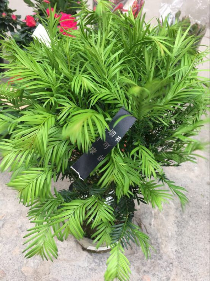 红豆衫20~30cm