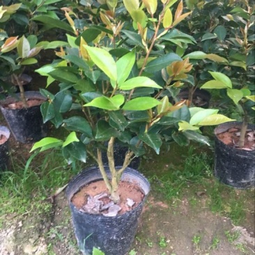 茶花树20~30cm