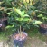 茶花树20~30cm