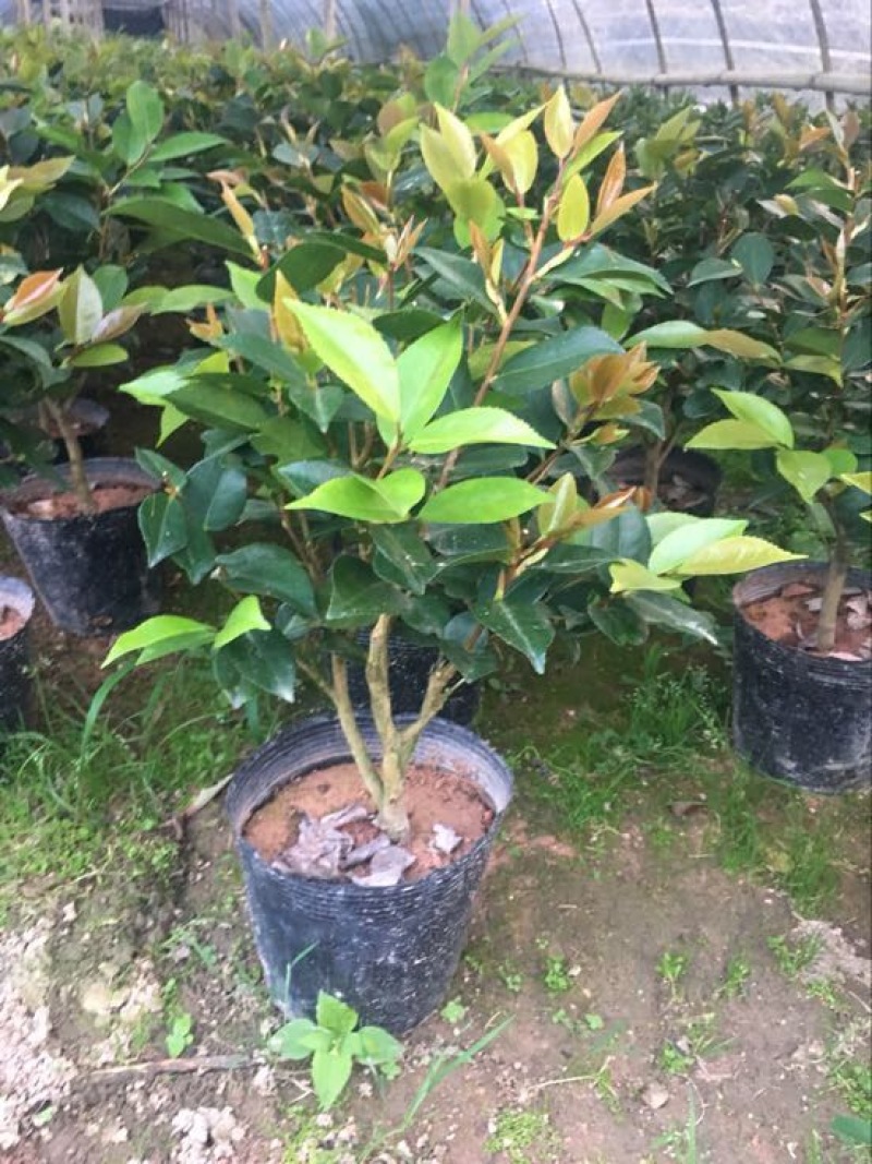 茶花树20~30cm
