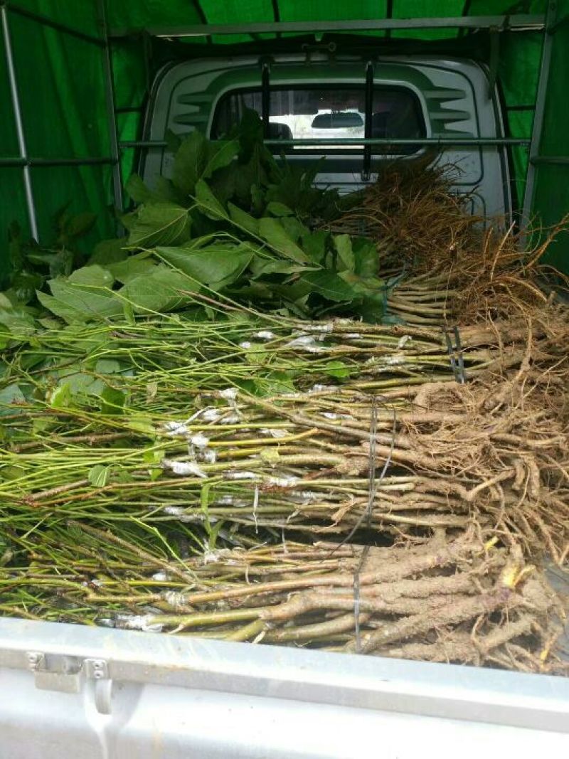 长果桑树苗10~20cm
