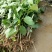 长果桑树苗10~20cm