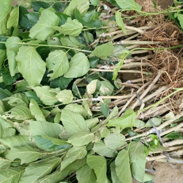 长果桑树苗10~20cm