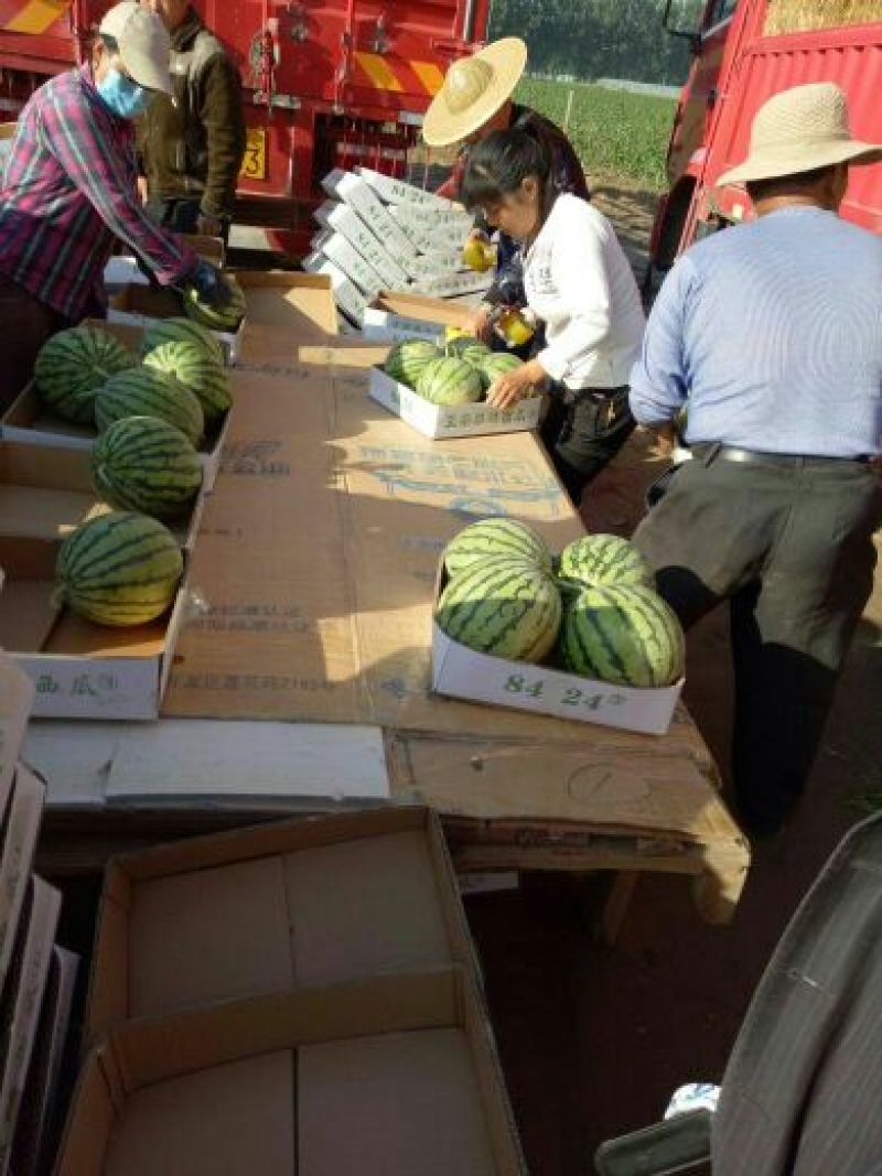 【牛商推荐】大棚8424西瓜万亩基地质量保证代发全国