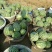 【牛商推荐】大棚8424西瓜万亩基地质量保证代发全国