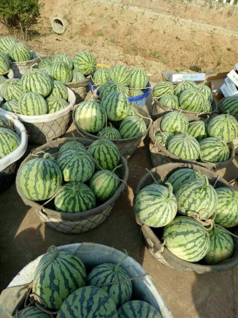 【牛商推荐】大棚8424西瓜万亩基地质量保证代发全国