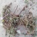 蒲公英6~10cm