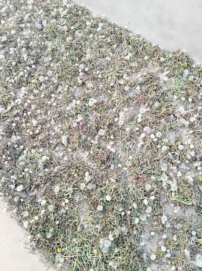 蒲公英6~10cm