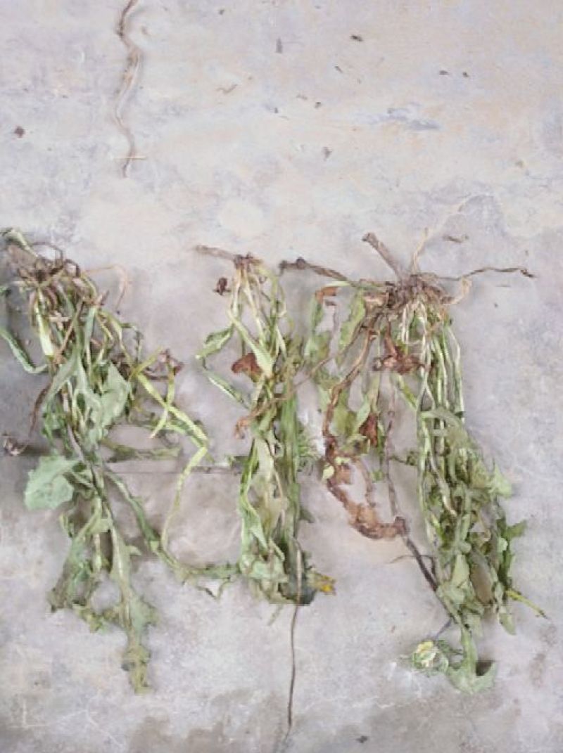 蒲公英6~10cm