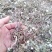 蒲公英6~10cm