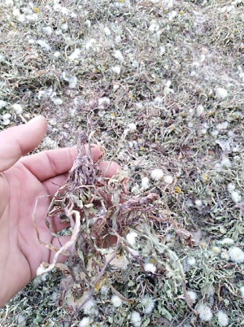 蒲公英6~10cm