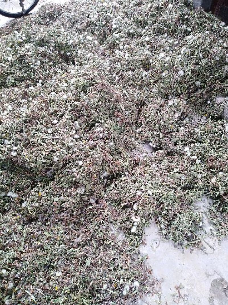 蒲公英6~10cm