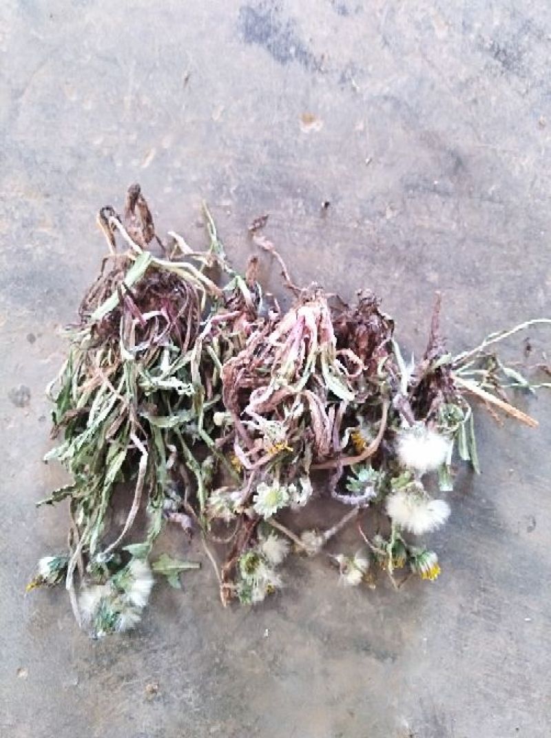 蒲公英6~10cm