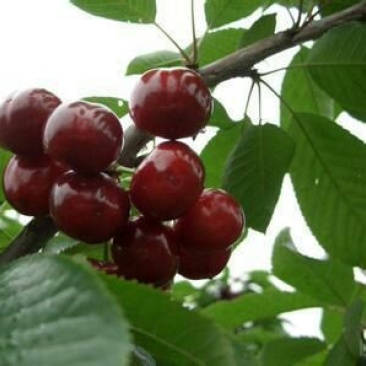 【精选樱桃苗】美早樱桃苗2年80cm以上