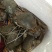 三门青蟹食用公母