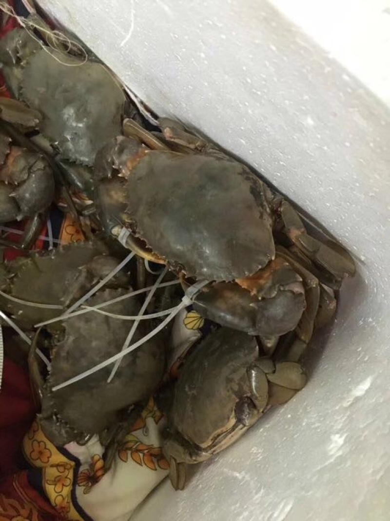 三门青蟹食用公母