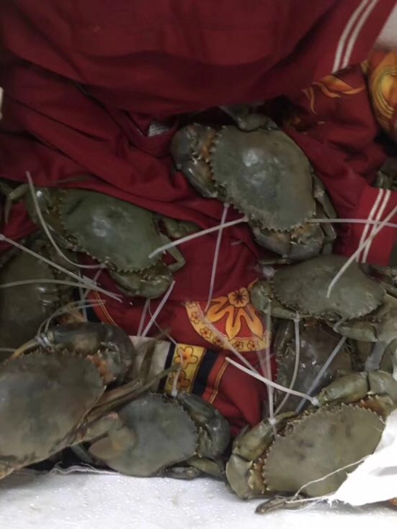 三门青蟹食用公母