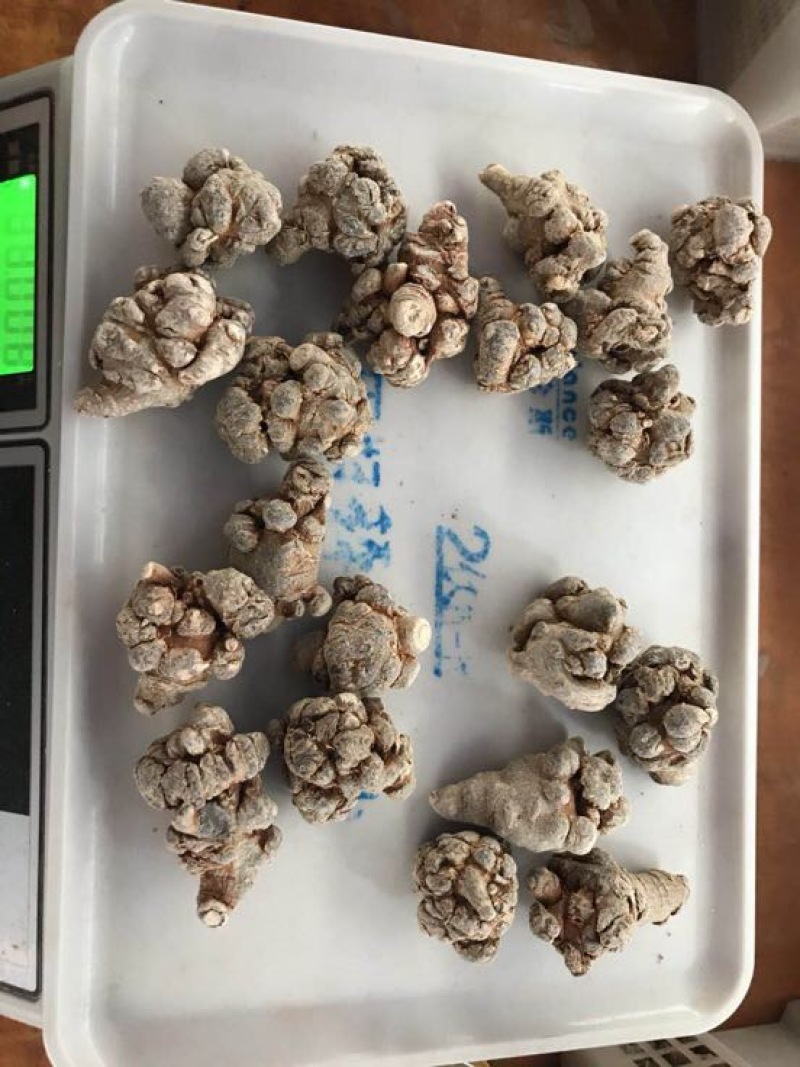 三七文山三七精选足头三七滑头带帽三七可打粉