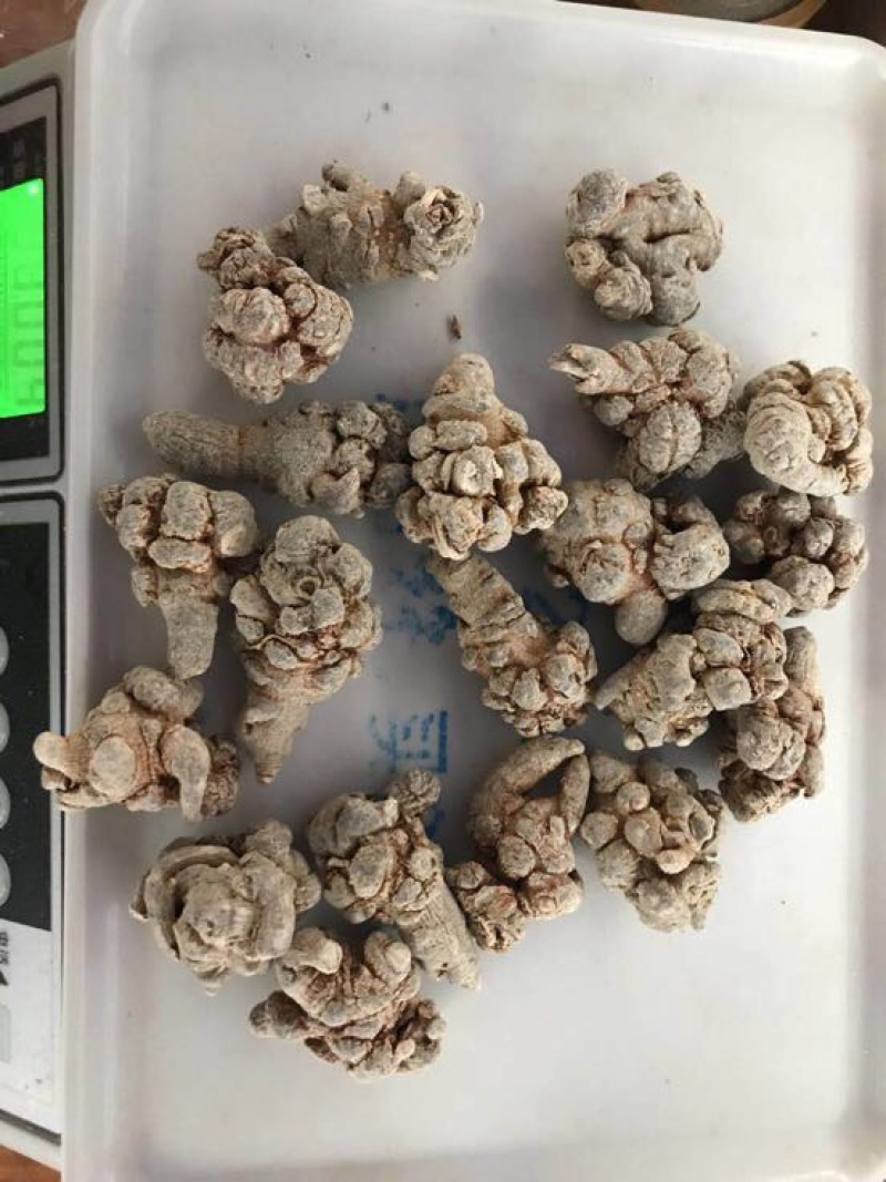 三七文山三七精选足头三七滑头带帽三七可打粉