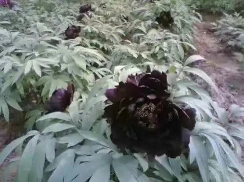 黑花魁，初乌，乌龙捧盛，黑豹，青龙卧墨池，冠世墨玉黑色系