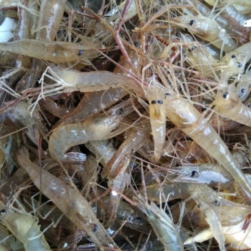 青虾活虾8只/kg以下