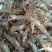 青虾活虾8只/kg以下