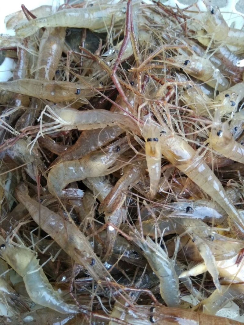 青虾活虾8只/kg以下