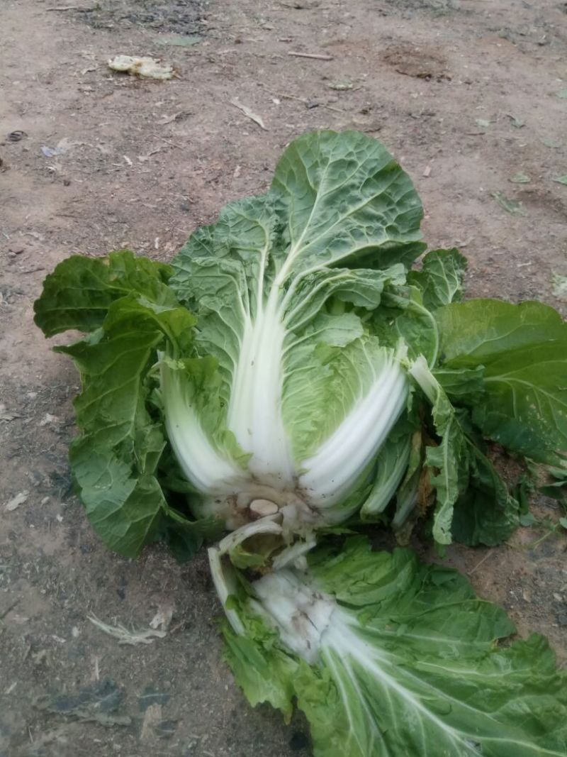 黄心白菜