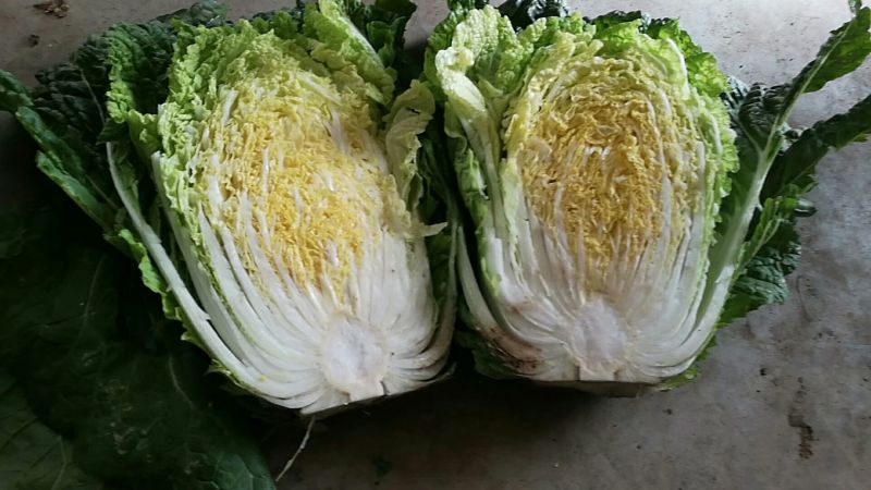 黄心白菜
