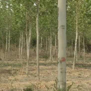 清地绿化苗