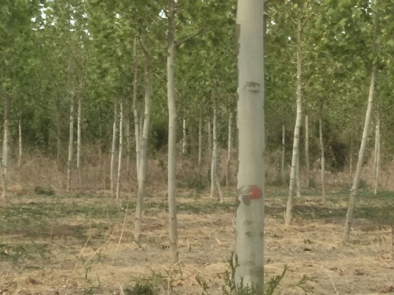 清地绿化苗