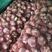 河南白皮大蒜产地直供大蒜5.5cm~6cm鲜蒜品质保证