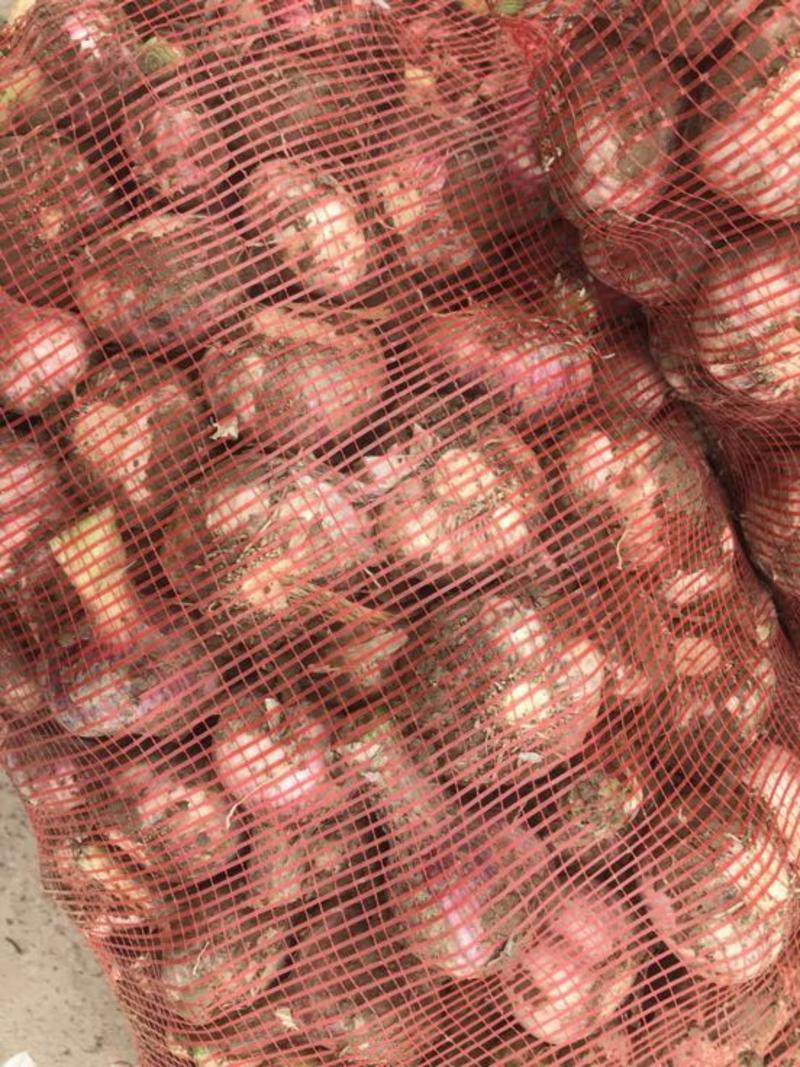 河南白皮大蒜产地直供大蒜5.5cm~6cm鲜蒜品质保证