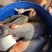 鲳鱼淡水白鲳