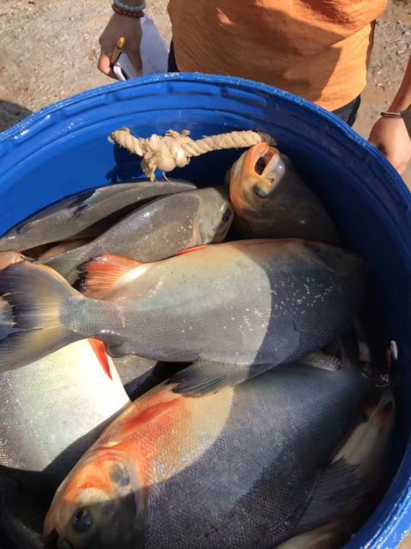 鲳鱼淡水白鲳