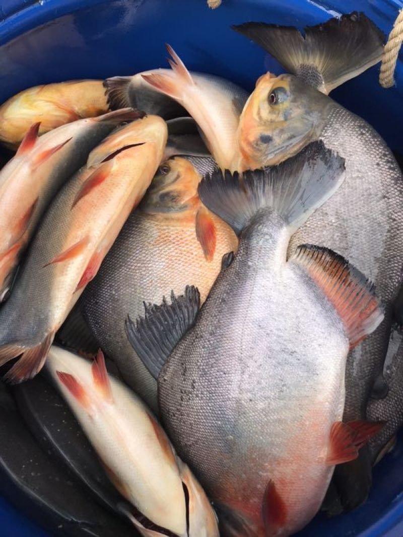 鲳鱼淡水白鲳