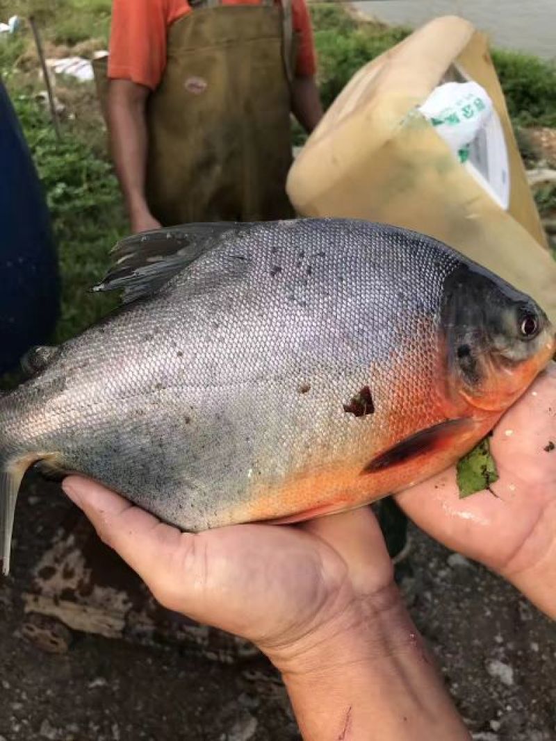 鲳鱼淡水白鲳