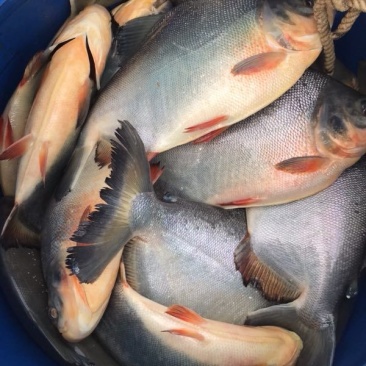 鲳鱼淡水白鲳