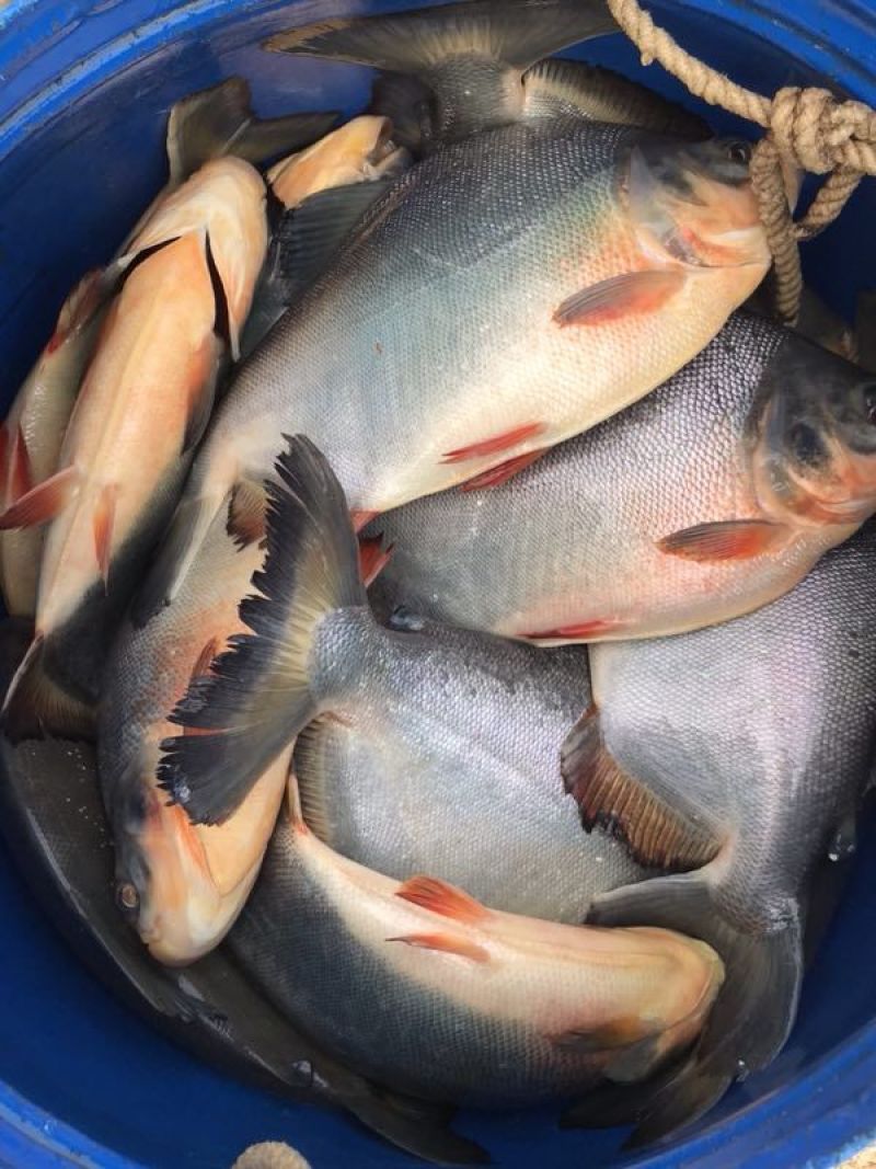 鲳鱼淡水白鲳