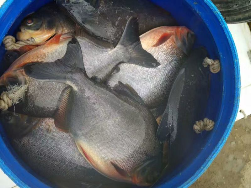 鲳鱼淡水白鲳