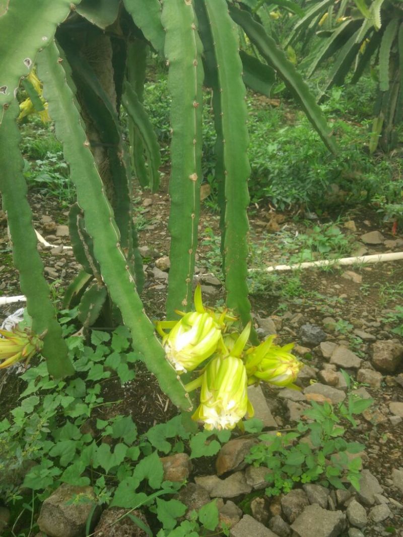 红心火龙果苗30~50cm种苗