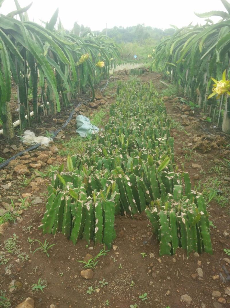 红心火龙果苗30~50cm种苗