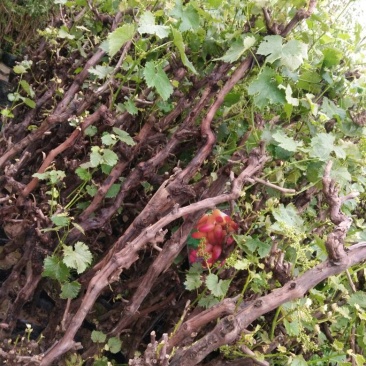 巨峰葡萄苗5年150~200cm