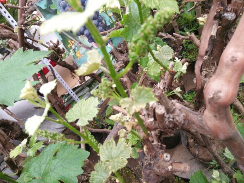 巨峰葡萄苗5年150~200cm