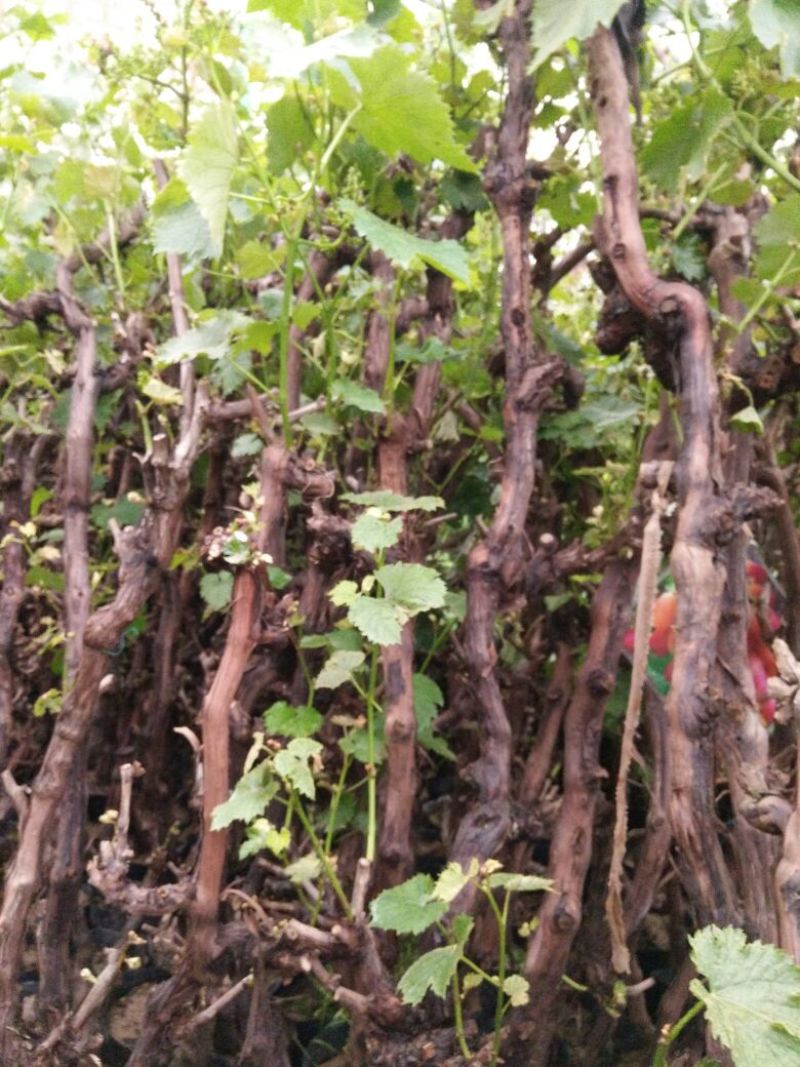 巨峰葡萄苗5年150~200cm