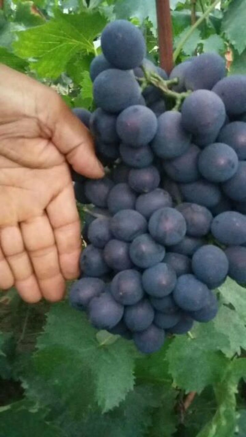 夏黑葡萄苗5年110~150cm葡萄树苖南方种植