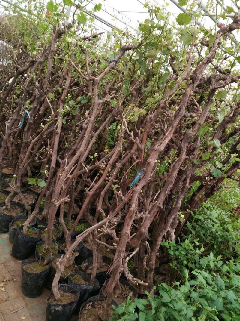 夏黑葡萄苗5年110~150cm葡萄树苖南方种植