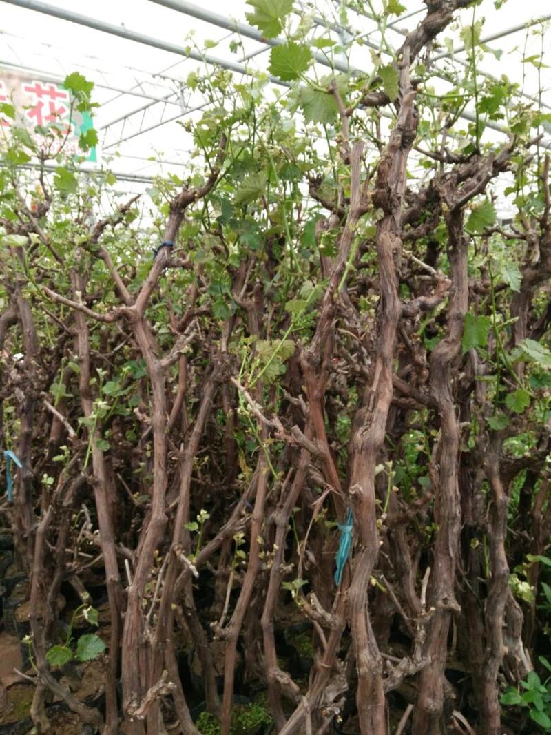 夏黑葡萄苗5年110~150cm葡萄树苖南方种植